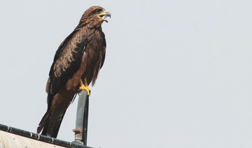 Migratory birds enjoy safety in Beirut as streets remain empty