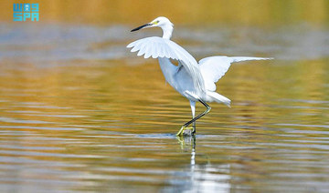 Saudi Arabia boosts efforts to protect endangered bird species