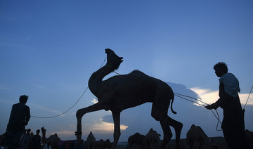 Another camel found mutilated and dead, days after similar act of animal cruelty in Sindh