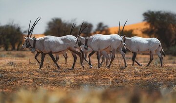 Saudi royal reserve to promote eco-tourism, highlight cultural heritage at Abu Dhabi expo