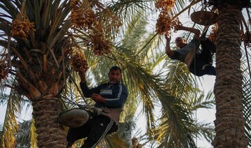 Iraqi date farmers fight drought to protect national treasure