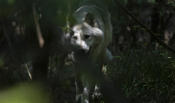 Killer wolves spark panic in India